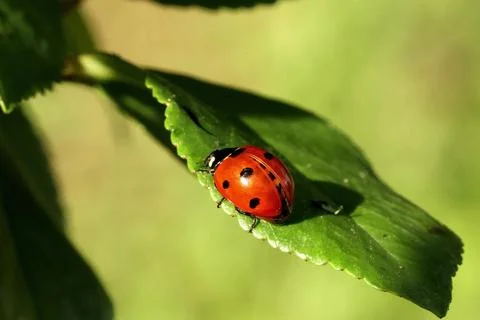 Ladybug quickly crawls on a green leaf close-up. macro Foto stock