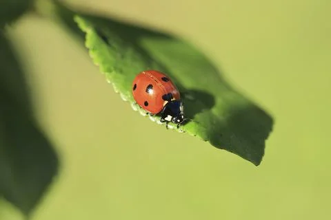 Ladybug quickly crawls on a green leaf close-up. macro Stock Photos
