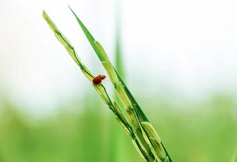Ladybug, raises its legs to continue walking on the leaves of the rice plant Stock Photos