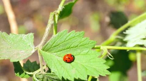 Ladybug on the raspberry leaf 動画素材 51369881