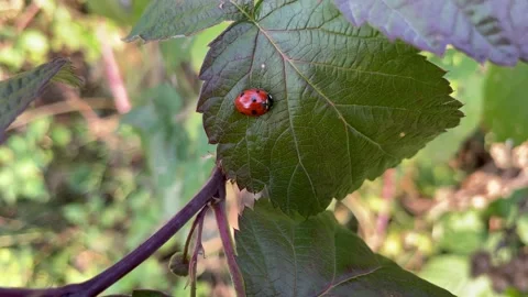 Ladybug on a raspberry leaf Stock Footage 160854024