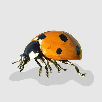 Ladybug realistic hand drawn vector and illustrations white backgrounds Stock Illustration
