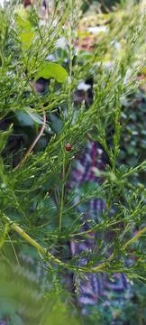 Ladybug, red and black which contrasts with the green background of the plants Stock Photos
