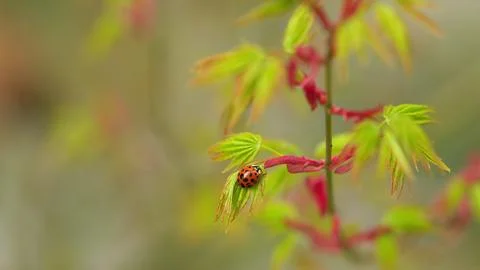 Ladybug Red With Black Spots Insects In The Wild. Acer Leaves In The Sunlight Stock Photos
