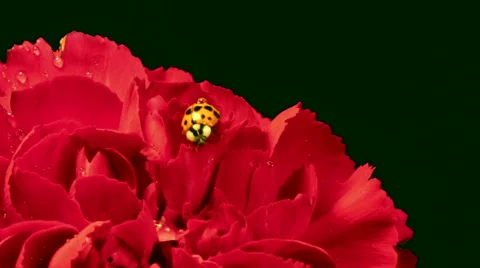 Ladybug on Red Carnation Stock Footage 44428608