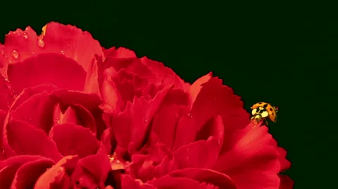 Ladybug on Red Carnation 스톡 동영상 44429894