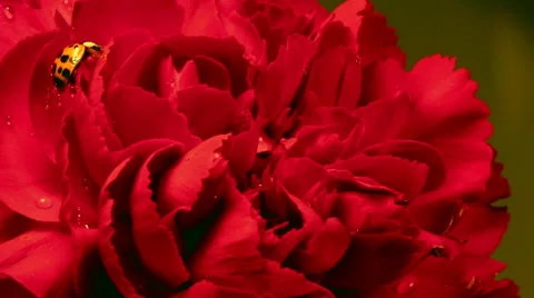 Ladybug on Red Carnation Stock Footage 44430222