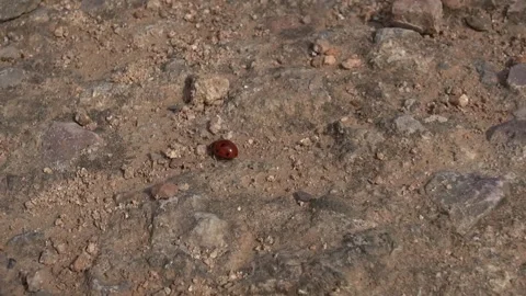 Ladybug red round insect running on the gravel ground zoom Stock Footage 318963663
