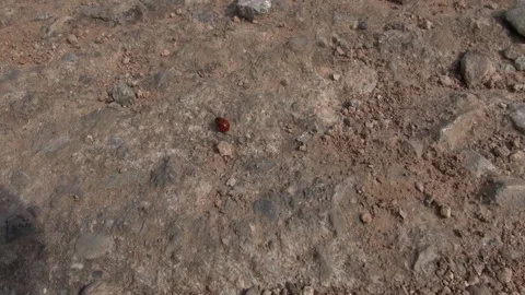 Ladybug red round insect running on the gravel ground Video stock 318963671