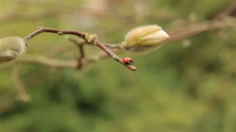 Ladybug red slowly crawling through the branches of Magnolia Stock Footage 106768158