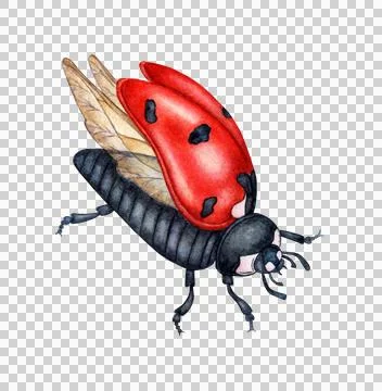 Ladybug red watercolor Stock Illustration