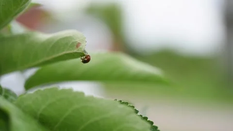 Ladybug rest on leaf tip upside down close up Stock Footage 347969083