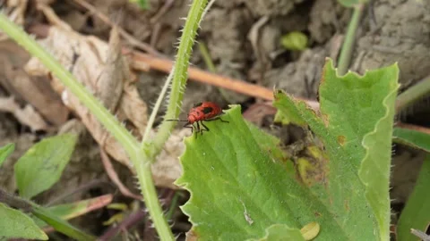 A ladybug is resting on a bottle gourd leaf Stock Footage 304058344