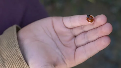 Ladybug resting on child hand in closeup, educational concept for biology and Stock Footage 333768378