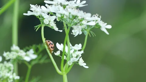 Ladybug resting on coriander flower Stock Footage 102962020