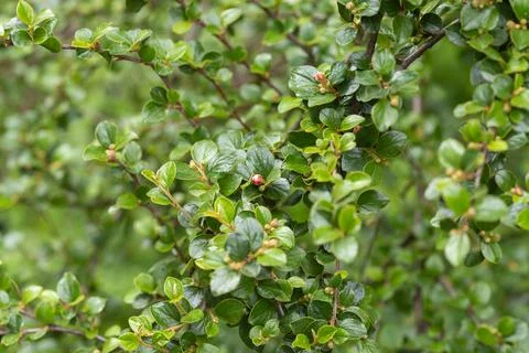 Ladybug resting on green cotoneaster bush leaves in spring Stock Photos