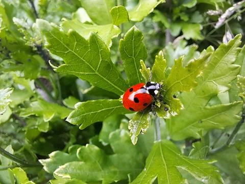 Ladybug resting on a green leaf Stock-Fotos
