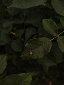 A ladybug resting on a leaf in a dark green garden. Stock Photos