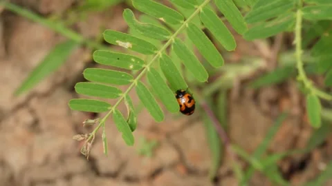 A ladybug is resting on a leaf Stock Footage 304058342