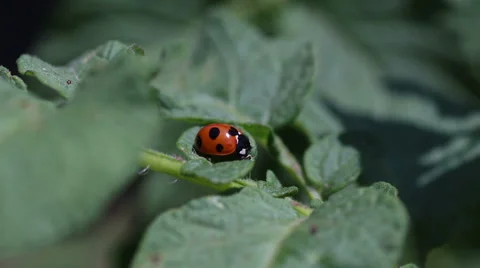 Ladybug resting on the leaves of potato Stock Footage 50071804