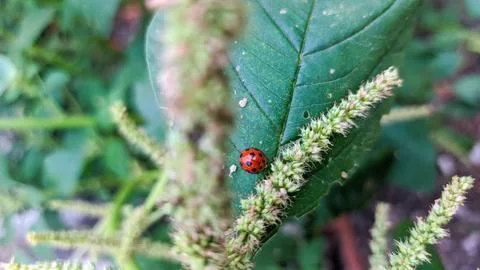 Ladybug resting peacefully on a green leaf Stock Photos
