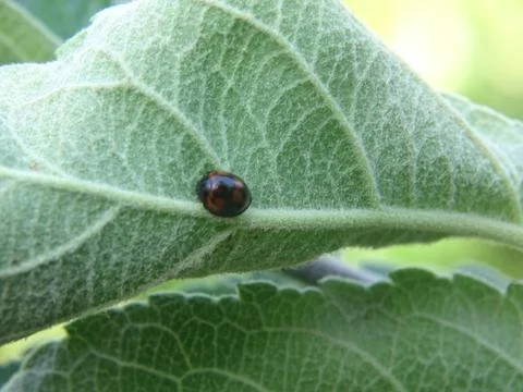 Ladybug resting on underside of leaf – macro close‑up Stock Photos