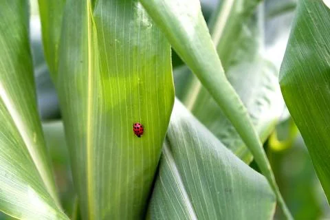 Ladybug Resting on a Vibrant Green Corn Leaf in a Summer Field Stock Photos