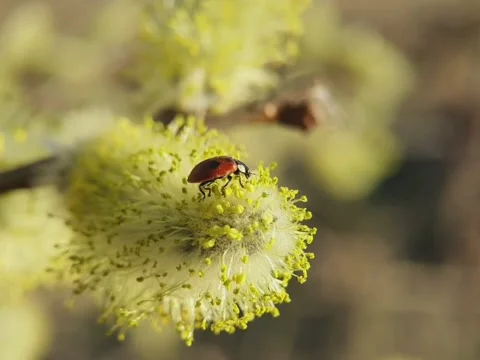 Ladybug resting on a willow flower in macro Video stock 158941753