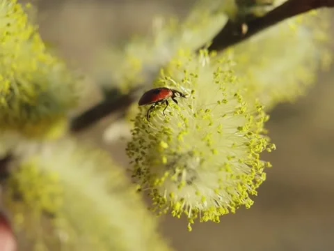 Ladybug resting on a willow flower in macro Stock Footage 158941754