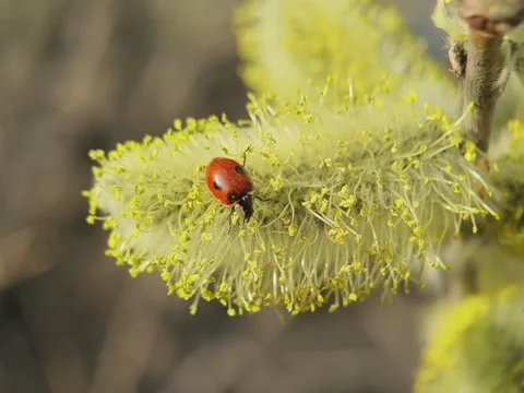 Ladybug resting on a willow flower in macro Video stock 158941761