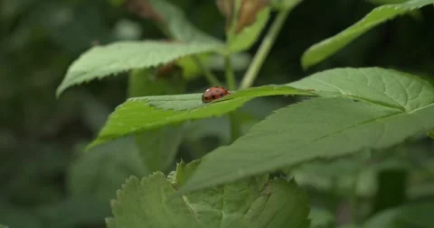 Ladybug resting on a yellowish green leaf on bright and hot summer day Stock Footage 299280843