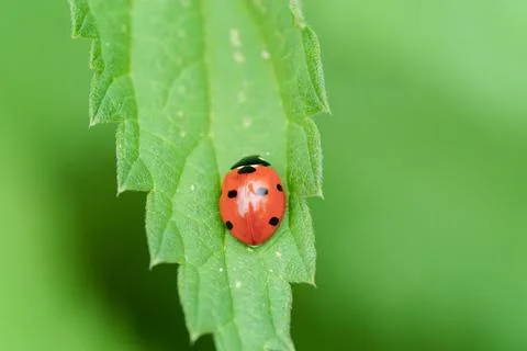 A ladybug rests on a bright green leaf in the garden Stock Photos