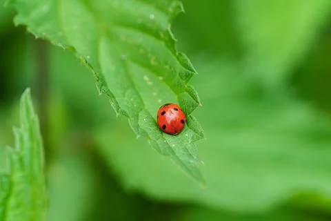 A ladybug rests on a bright green leaf in the garden Stock Photos
