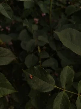 A ladybug rests on a green leaf in a dense garden Stock Photos