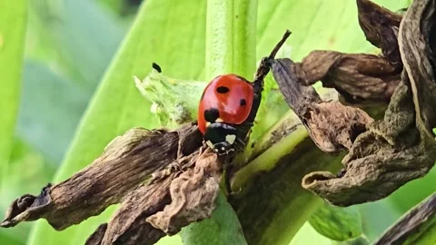 Ladybug Rests Motionless on Dried Plant Stem Stock Footage 339981323