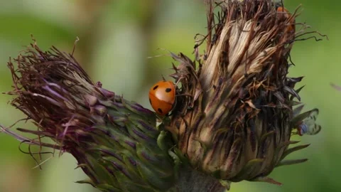 A ladybug rests on a thistle close to a fly with dotted wings 스톡 동영상 195094036