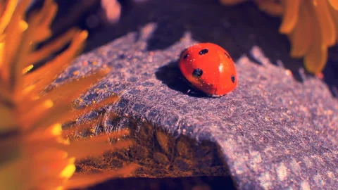 The ladybug rests on a warm stone. Washed and cleaned Stock Footage 89738368