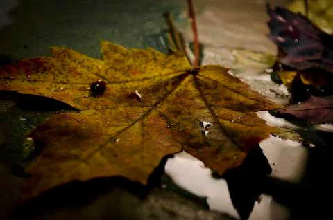 Ladybug Riding Leaf Stock Photos