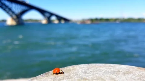 Ladybug by River Stock Footage 66670111