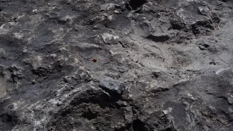 Ladybug on rocks Vídeos de archivo 295169428