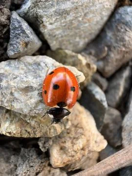 Ladybug on Rocky Surface Stock Photos