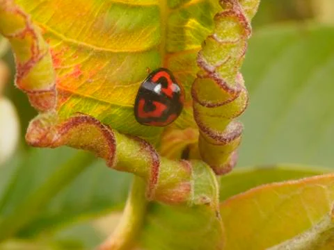 Ladybug on an Rolled Leaf Stock Photos