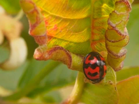 Ladybug on an Rolled Leaf Stock Photos