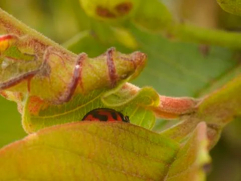 Ladybug on an Rolled Leaf Stock Photos