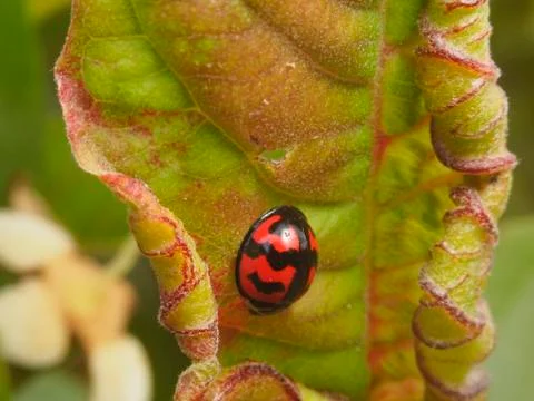 Ladybug on an Rolled Leaf Stock Photos