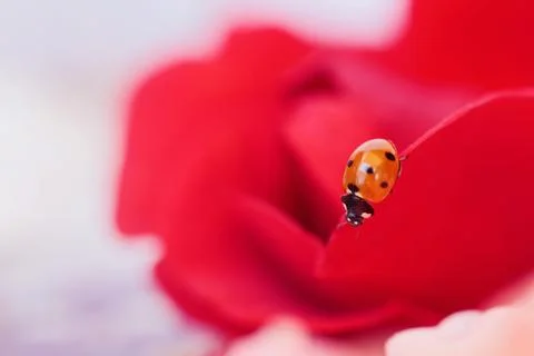 Ladybug on Romantic Rose Foto stock