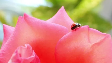 Ladybug on a rose Stock Footage 8577926