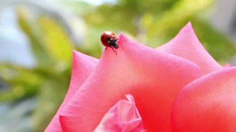 Ladybug on a rose Stock Footage 8577953