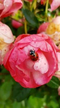 Ladybug on the rose Stock Photos