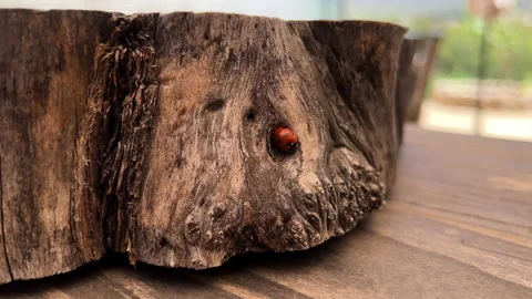 Ladybug on round tree lug Stock Footage 196923370